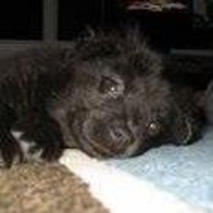 Meet your Posher, Dawn